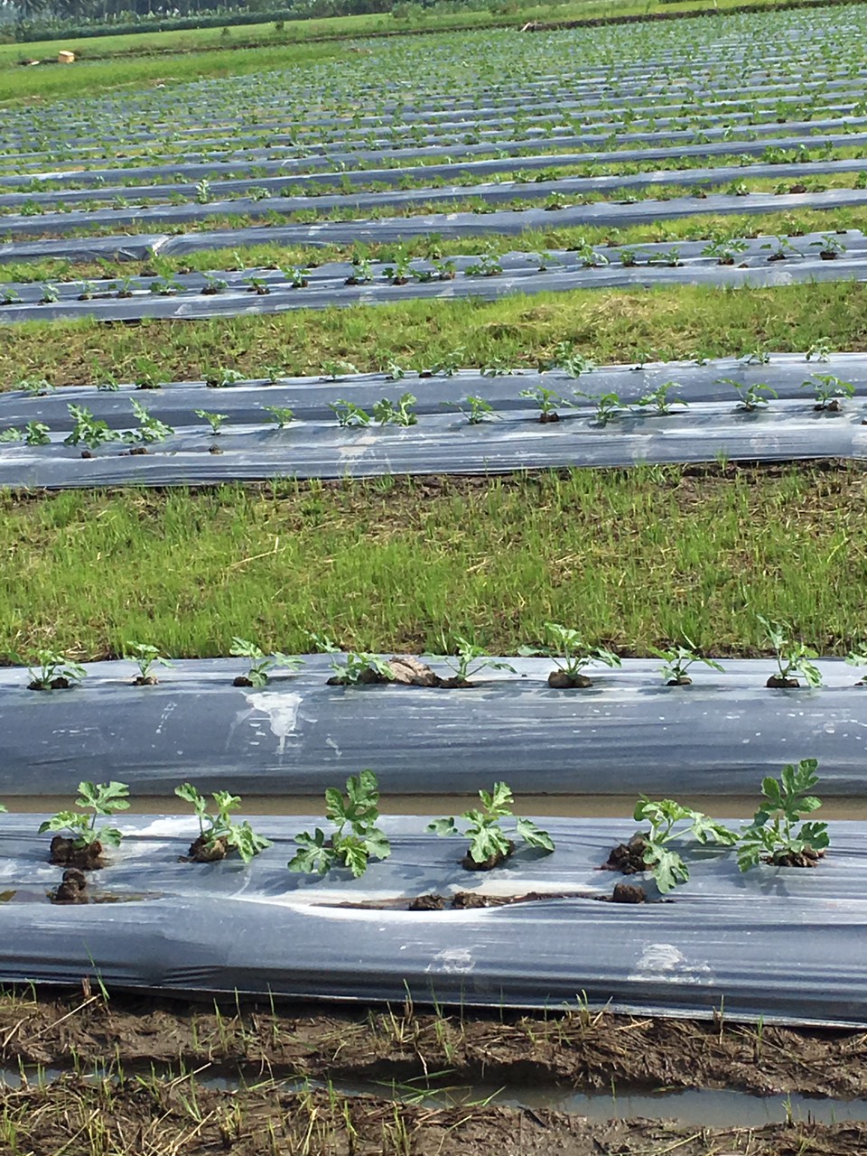 Classification Smart Tan Slow (Sacks 5kg) passed They cucumber, gourds, Bitter Melon, .. (NEW)