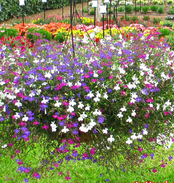 "Gói 100 Hạt " Hạt giống hoa cúc Lobelia ( cúc thúy điệp )
