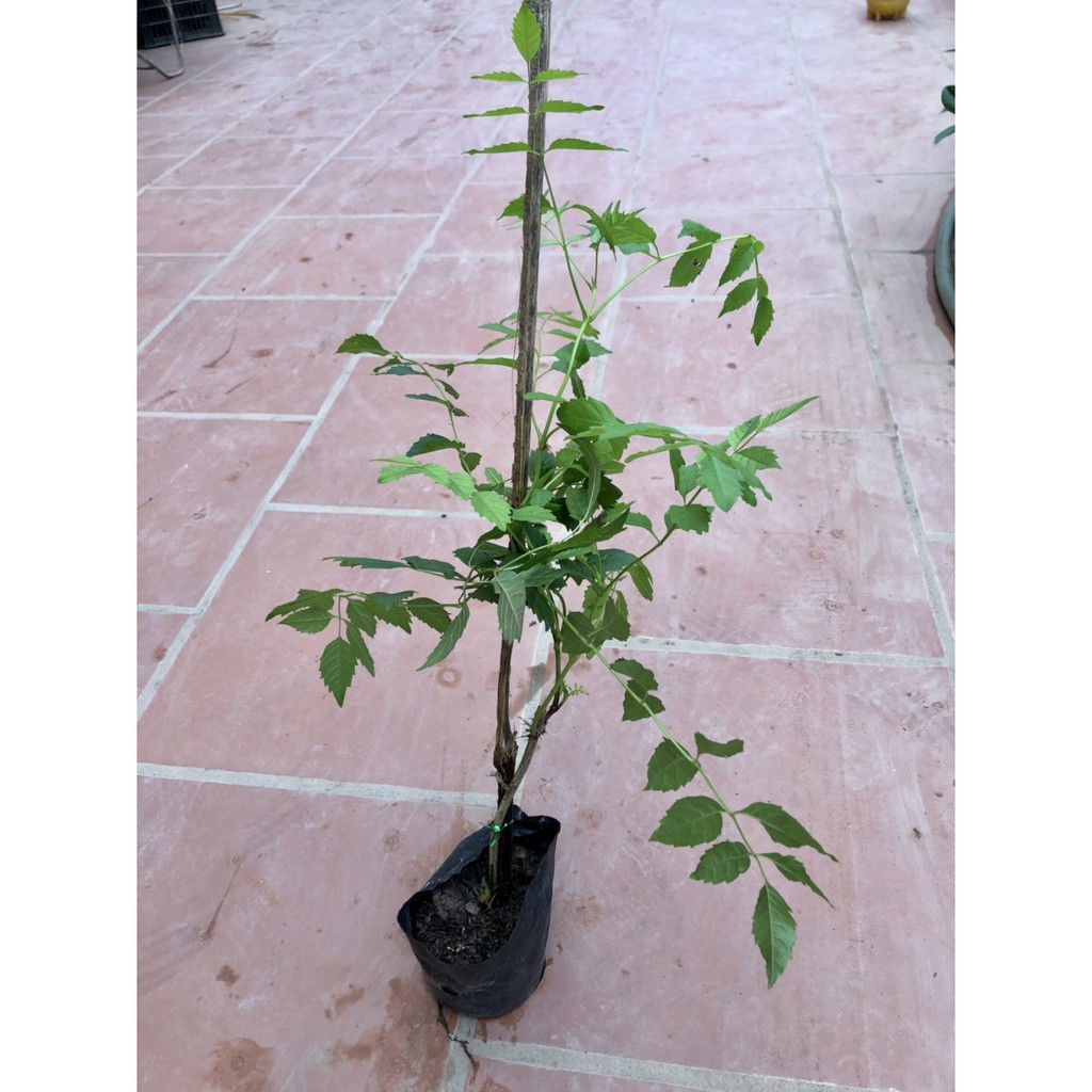 Cây hoa đăng tiêu-Lan tiêu (ảnh thật)