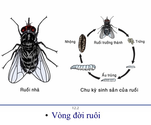 Thuốc diệt ruồi thế hệ mới ARUTA