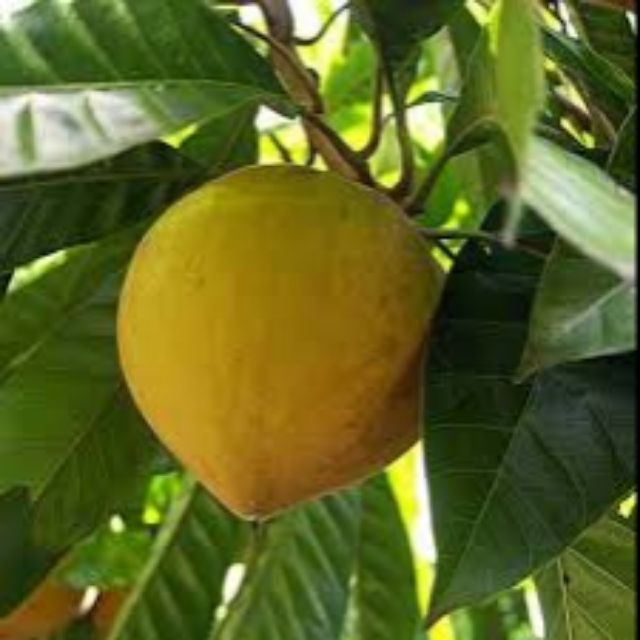 Giá Gốc - Cây lê ki ma( cây trứng gà)