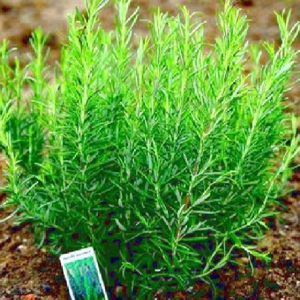 Hạt giống cây hương thảo -gói 20 hạt