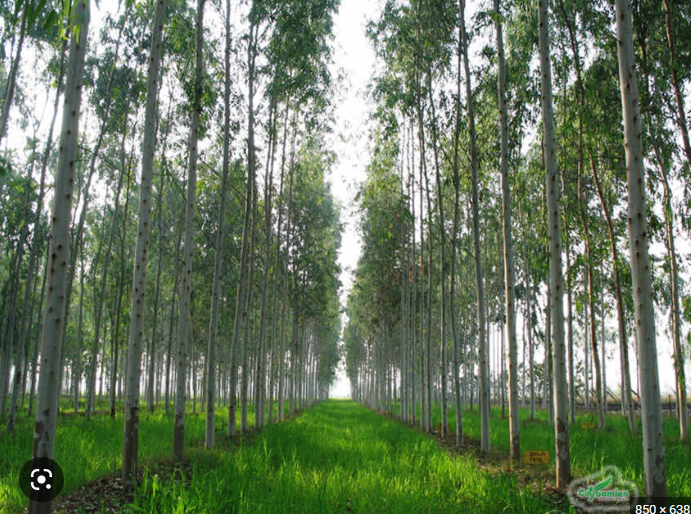 CÂY BẠCH ĐÀN CAO GIỐNG 70CM ( cây dễ chăm sóc, lớn nhanh)