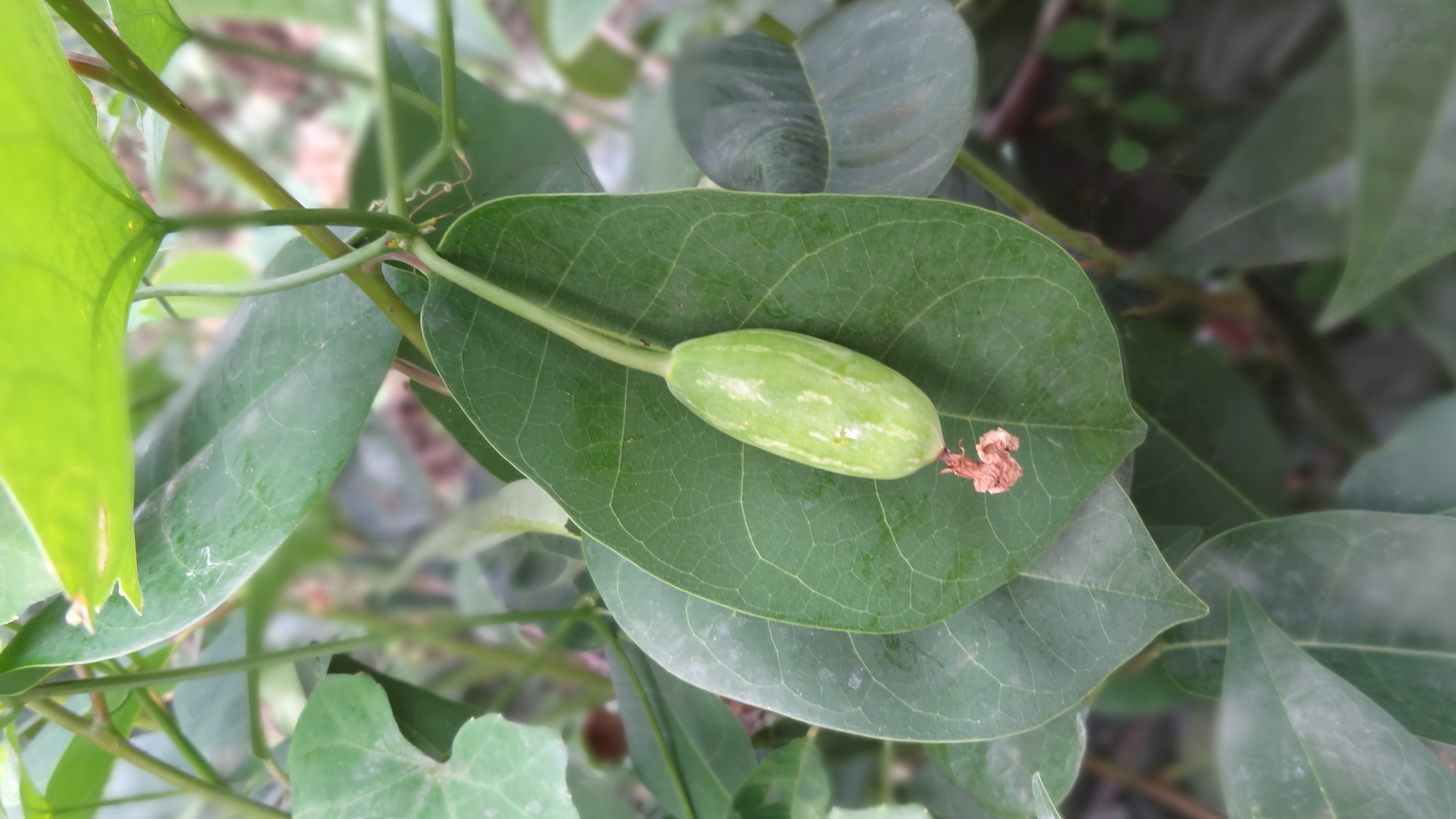 Hạt giống bình bát dây (50 hạt)