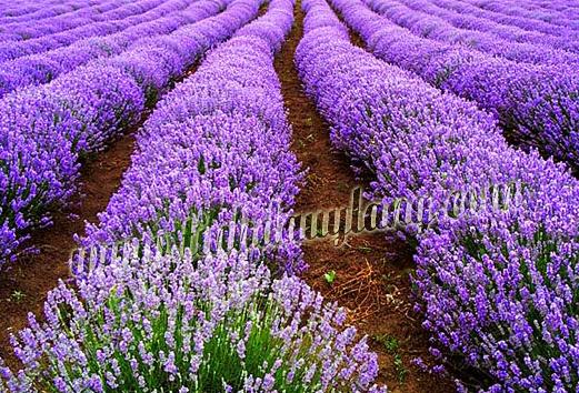 Dầu massage hoa Oải Hương - 100ml (Lavender massage oil)