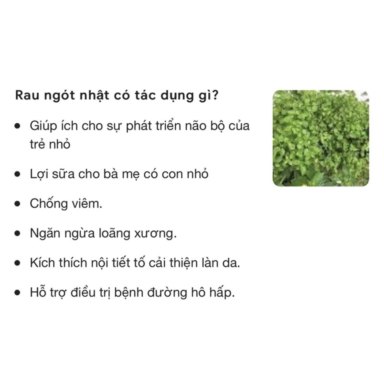 Combo chậu gồm 30 cây bồ ngót Nhật