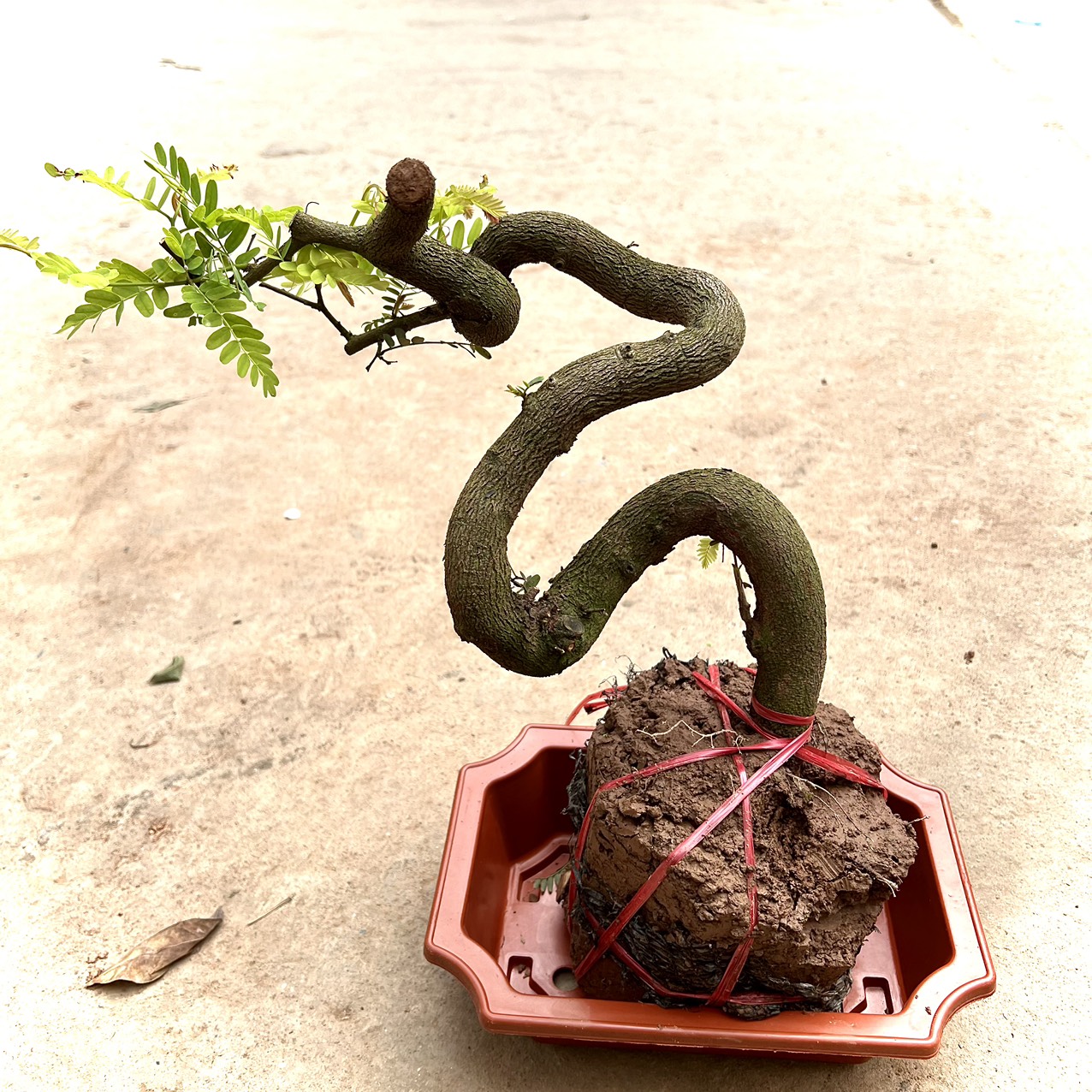 Cây me phôi bonsai (ảnh thật)