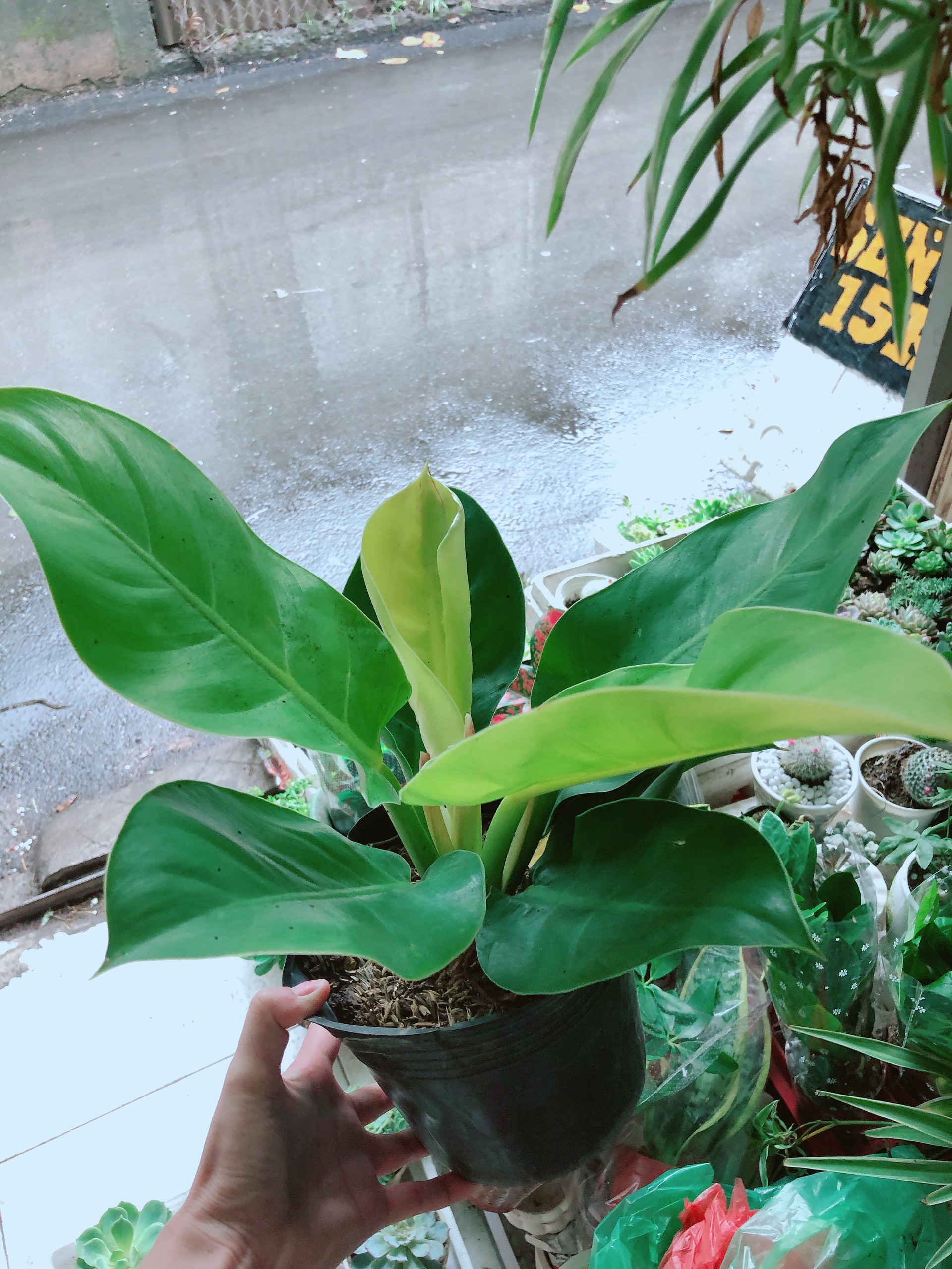 [HCM]Trầu Bà Đế Vương Vàng