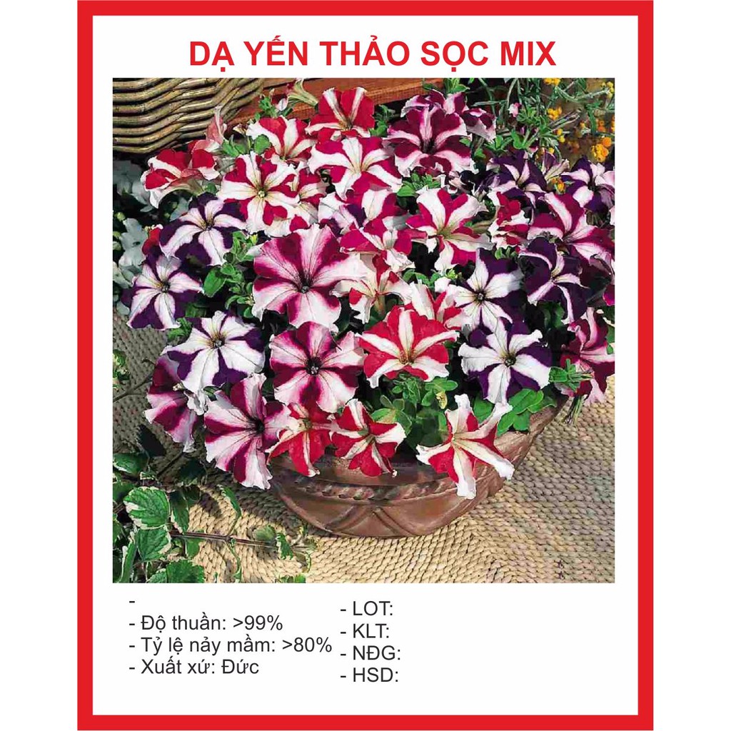Hạt Giống Hoa Dạ Yên Thảo Sọc 100 hạt