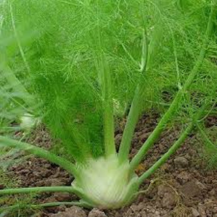 5 gram hạt giống rau thì là