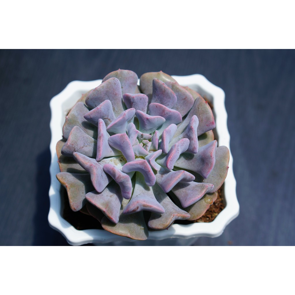 SEN ĐÁ CÚC TÍM CHẬU VUÔNG 10CM - LỖI 1 ĐỔI 1