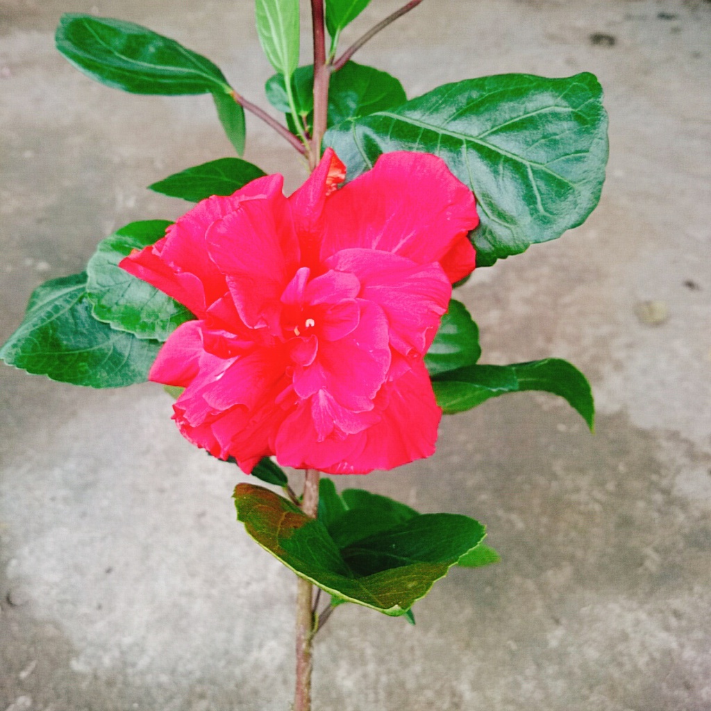 Hoa Dâm Bụt Thái - (cánh kép, giống mới)