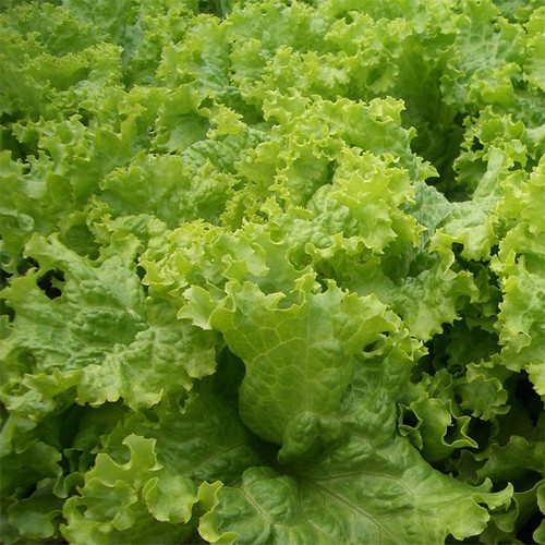 Muỗng Đong Phân Bón Có Chia Vạch (Giao màu ngẫu nhiên)