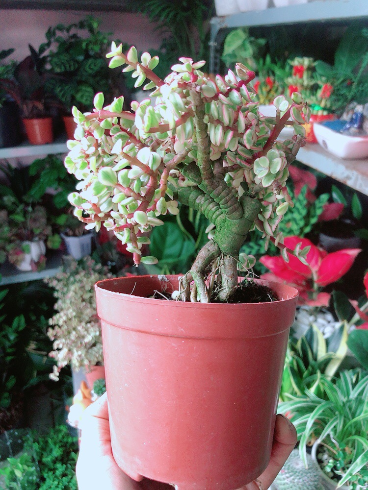 Cây Cành Vàng Lá Ngọc Cổ Thụ