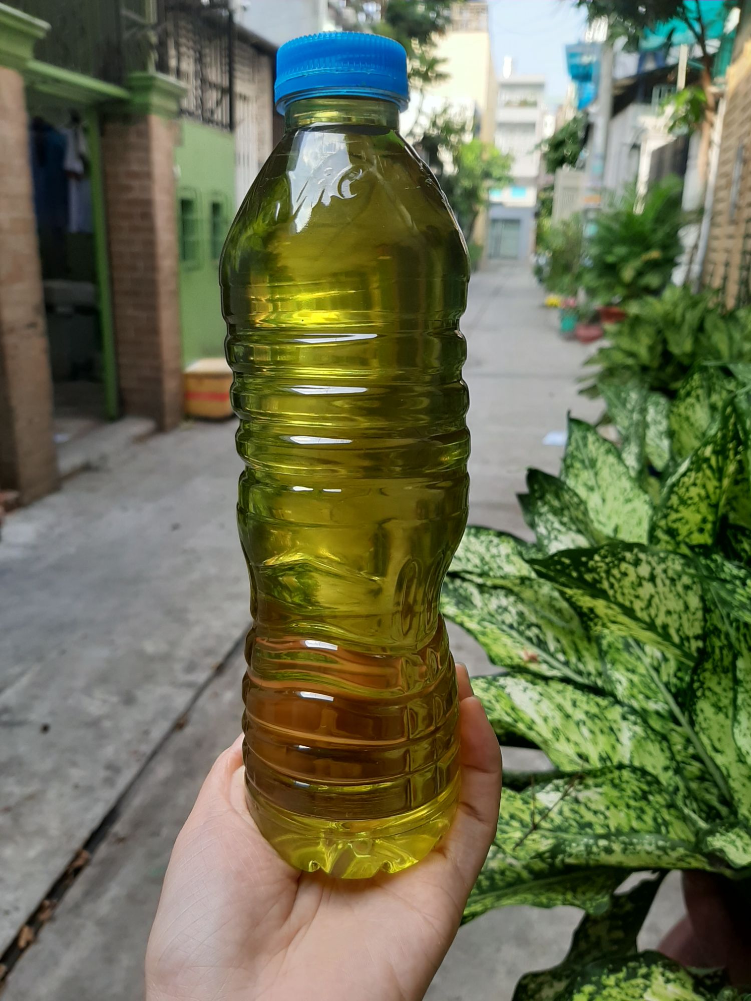 [HCM]Tinh dầu tràm nguyên chất nhà nấu