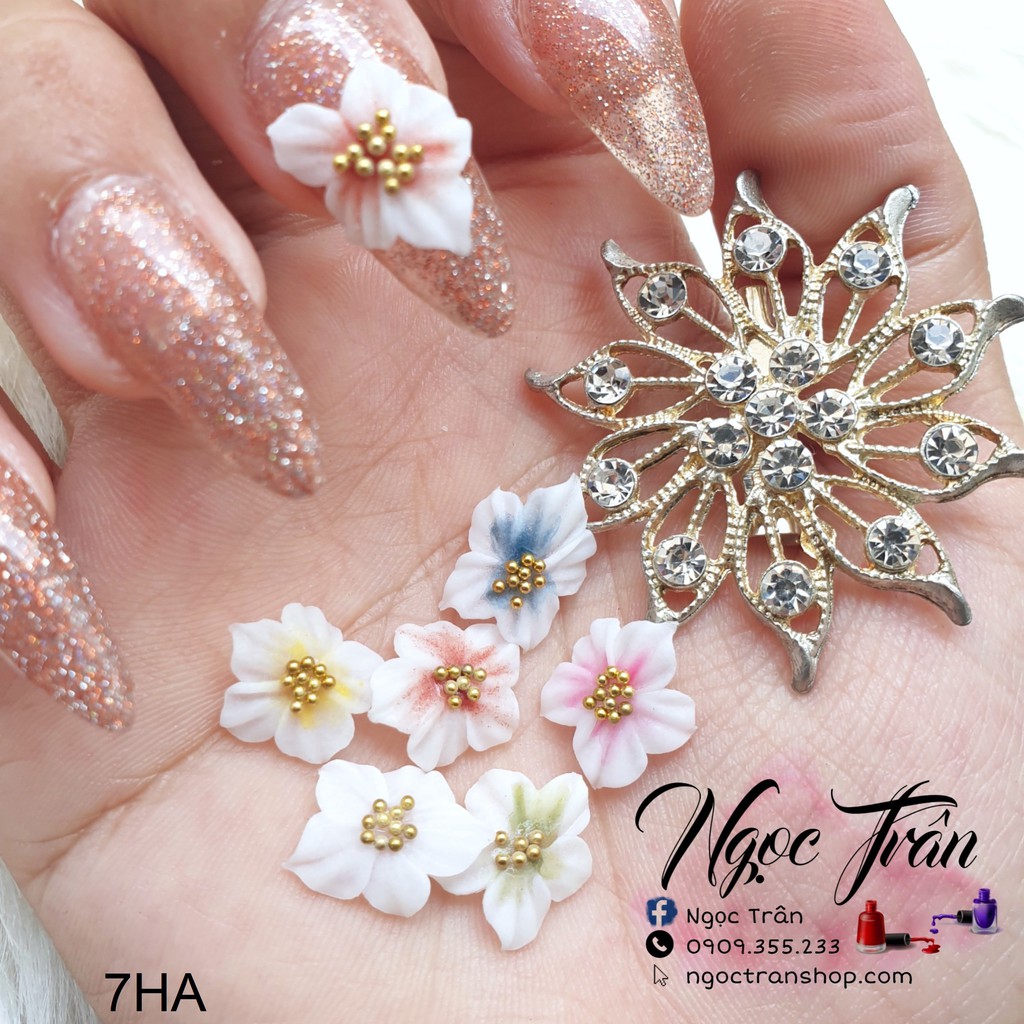 Hoa gân 5 cánh | hoa bột nổi 7ha