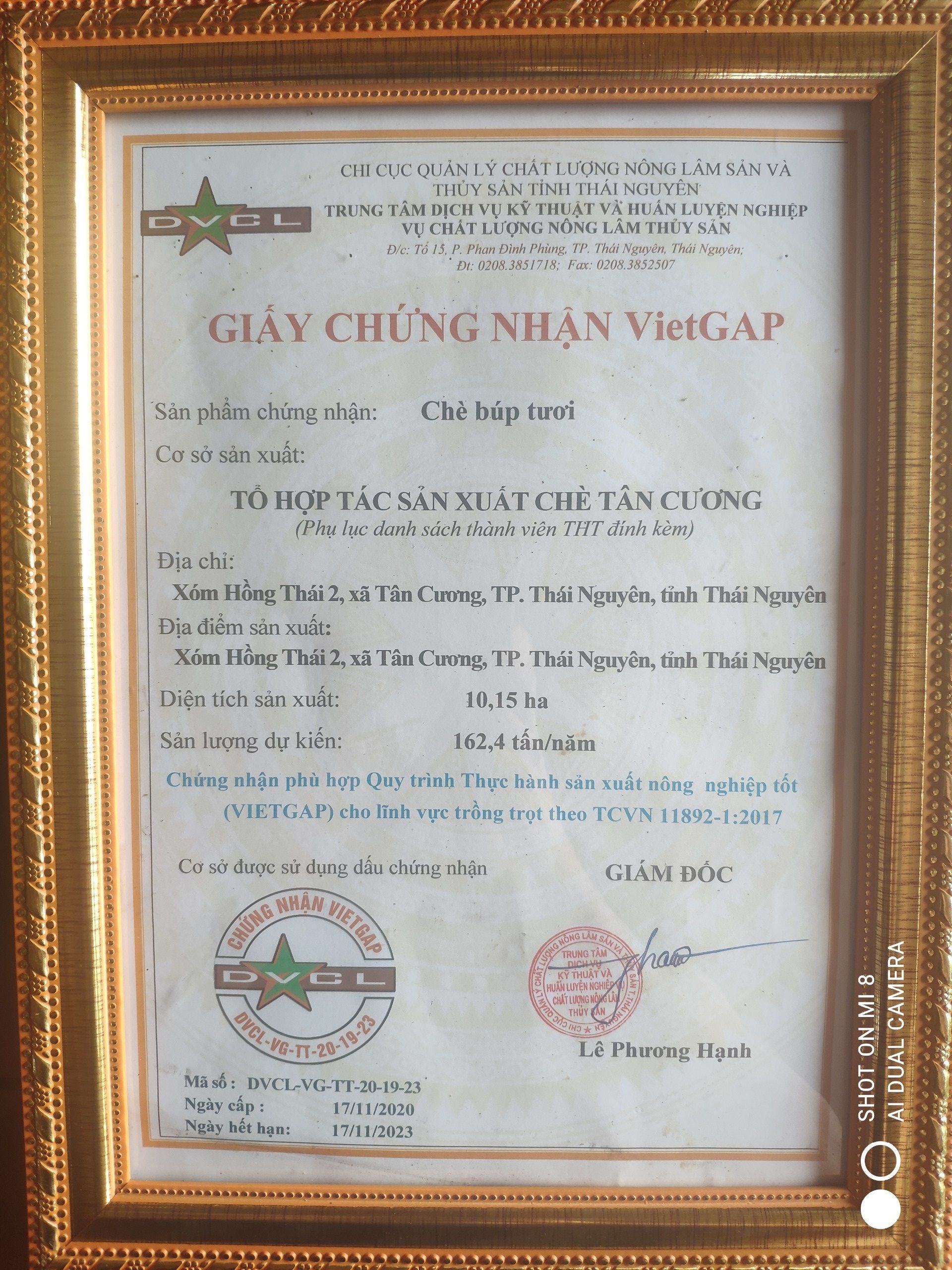 1kg Trà Móc Câu Đặc Sản Tân Cương (2 gói 500g)