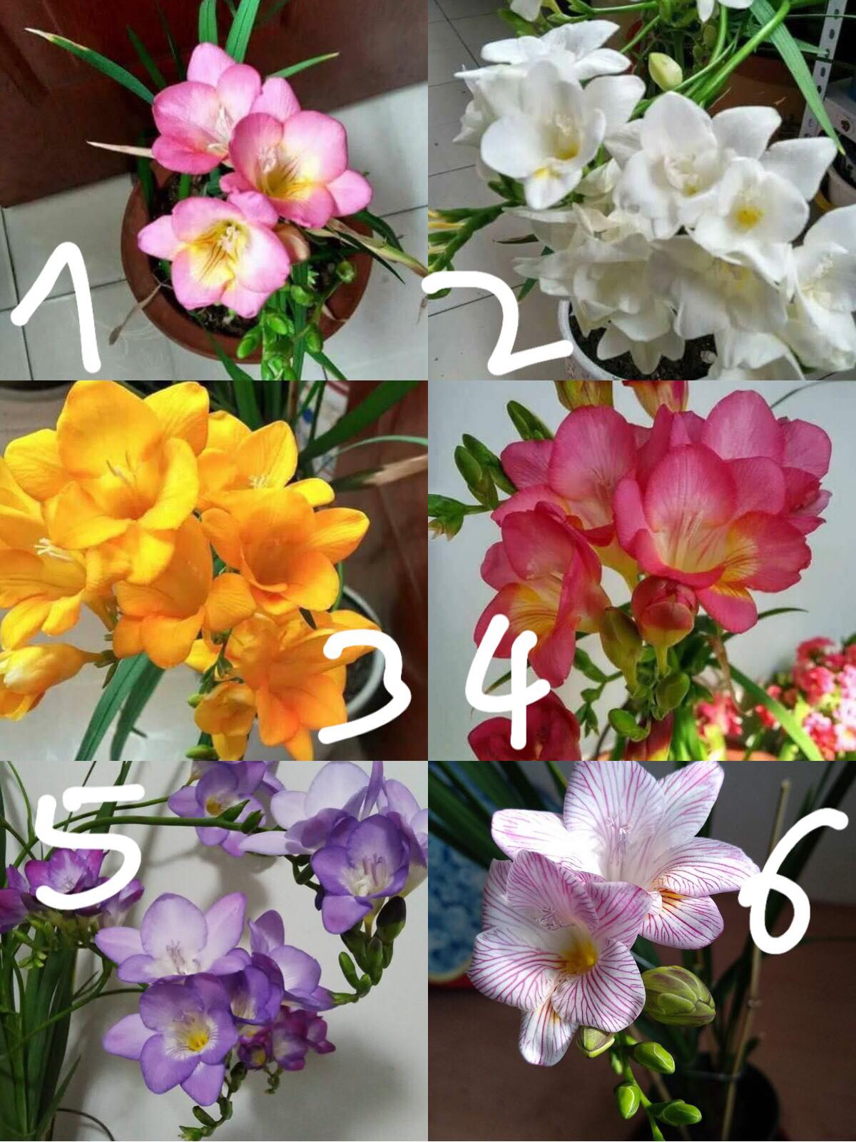 Củ giống hoa lan nam phi hoa màu tím - 1 củ
