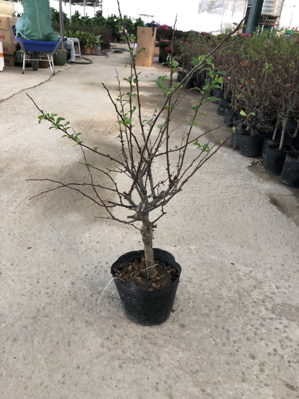 Cây mai đỏ Nhật  cao 60cm (ảnh thật số 2)