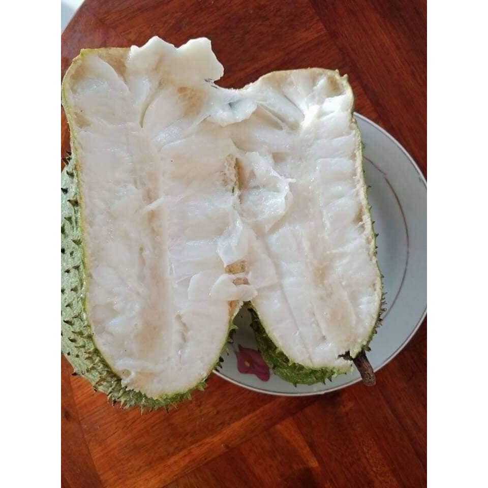 Cây giống mãng cầu xiêm không hạt