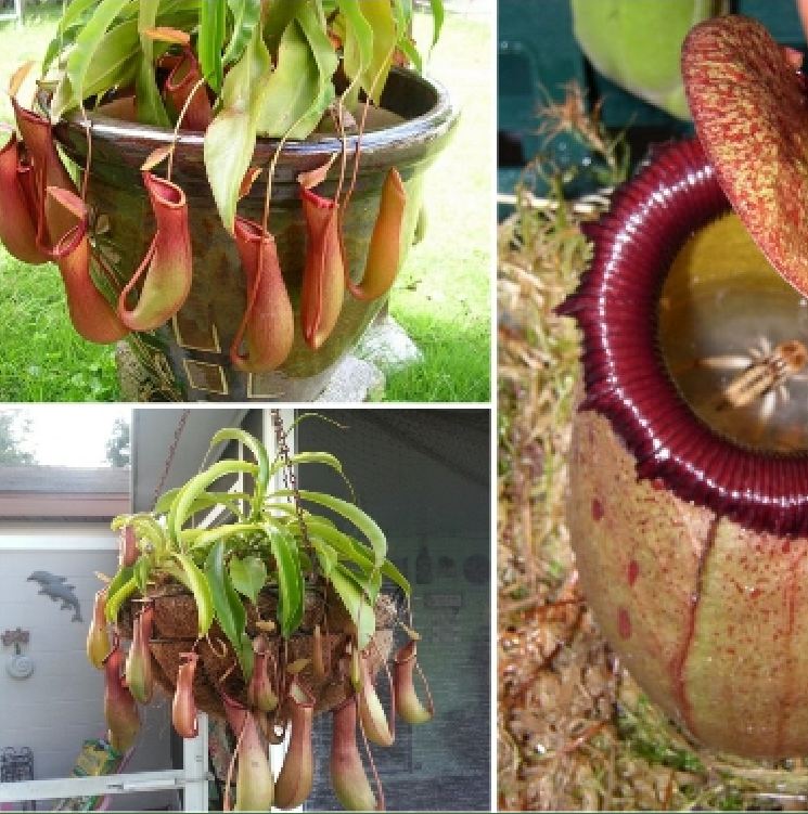 Combo 2 gói hạt giống cây bắt mồi nắp ấm