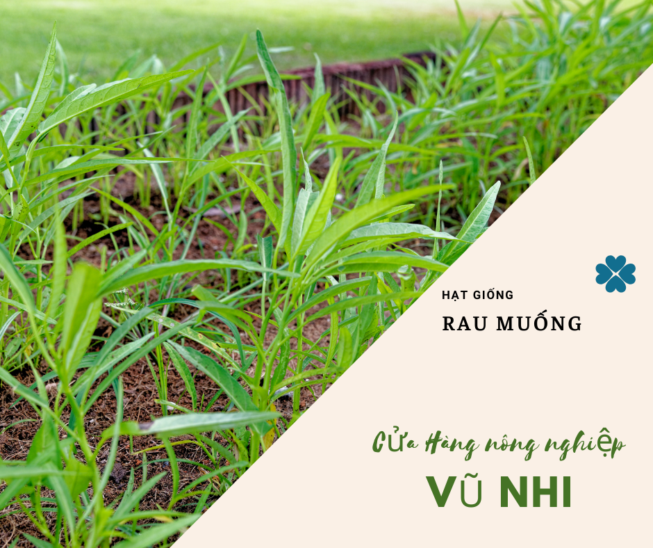 Hạt giống rau muống lá tre 100gr