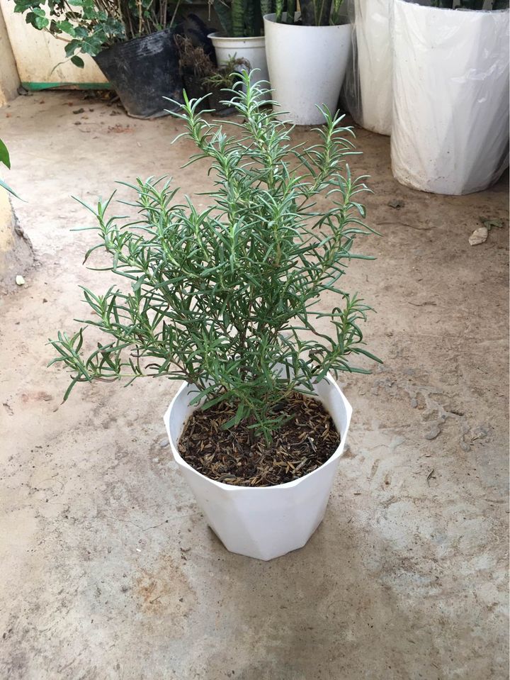 Combo 5 chậu nhựa trồng cây kim cương