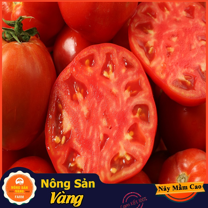 Hạt giống Cà Chua Đỏ Quả To, Quả Cà Chua Màu Đỏ Tươi Đẹp Mắt Kích Thước To Hơn Cà Chua Thông Thường (Gói 50 Hạt) - Nông Sản Vàng