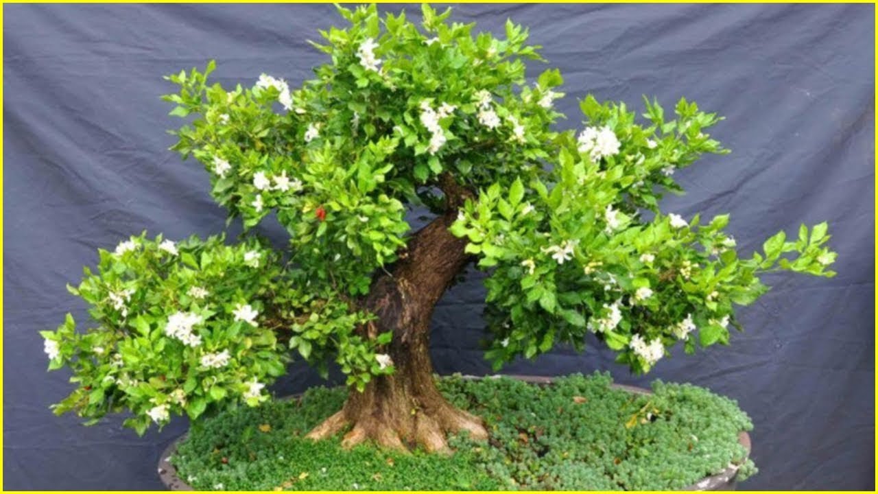 CHẬU CÂY NGUYỆT QUẾ LÙN BONSAI