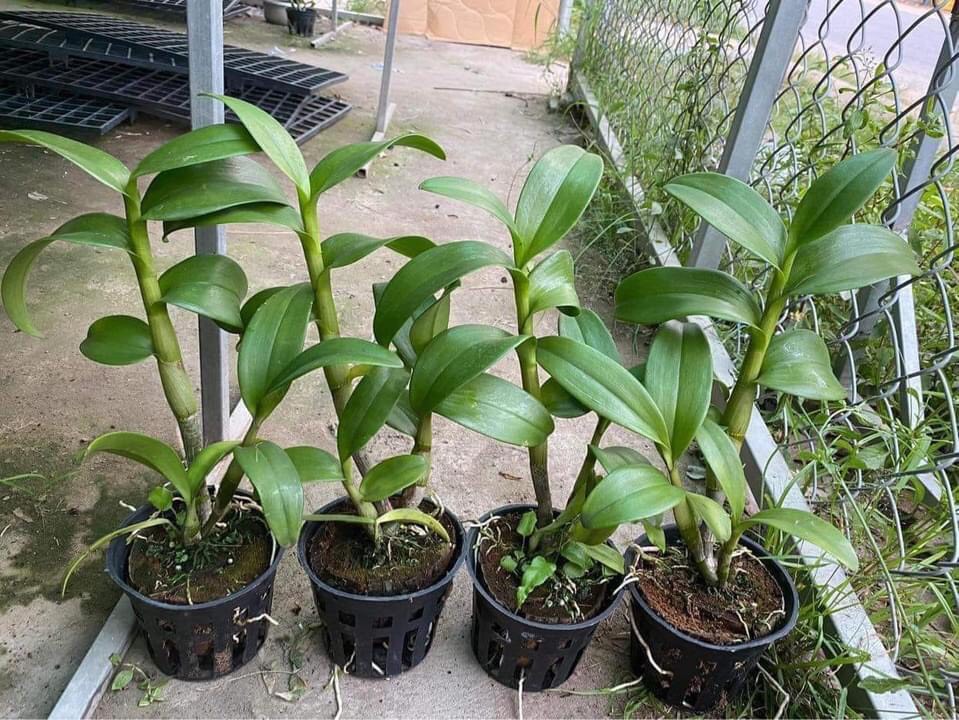 Hoa lan thỏ vàng