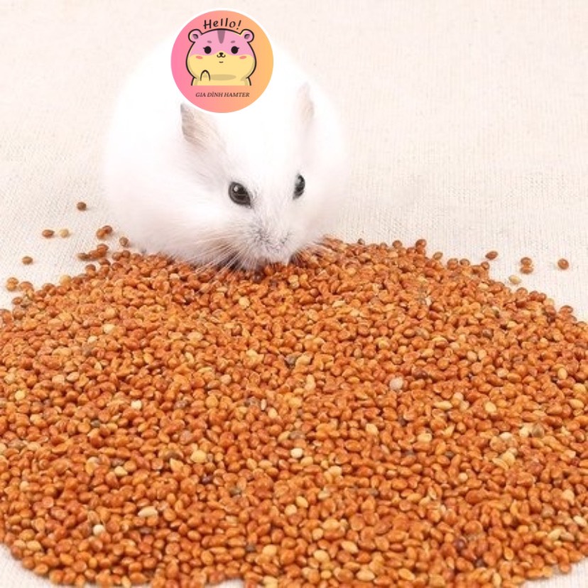 Hạt Kê Lọ 100g Thức ăn cho Hamster - Gia đình hamter