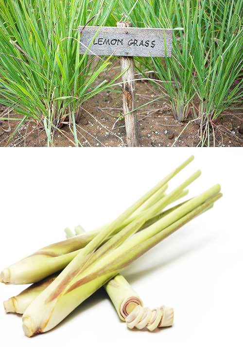 Sả Chanh ( Sả ) Nguyên Bụi Cả rễ [ 1 kg ].