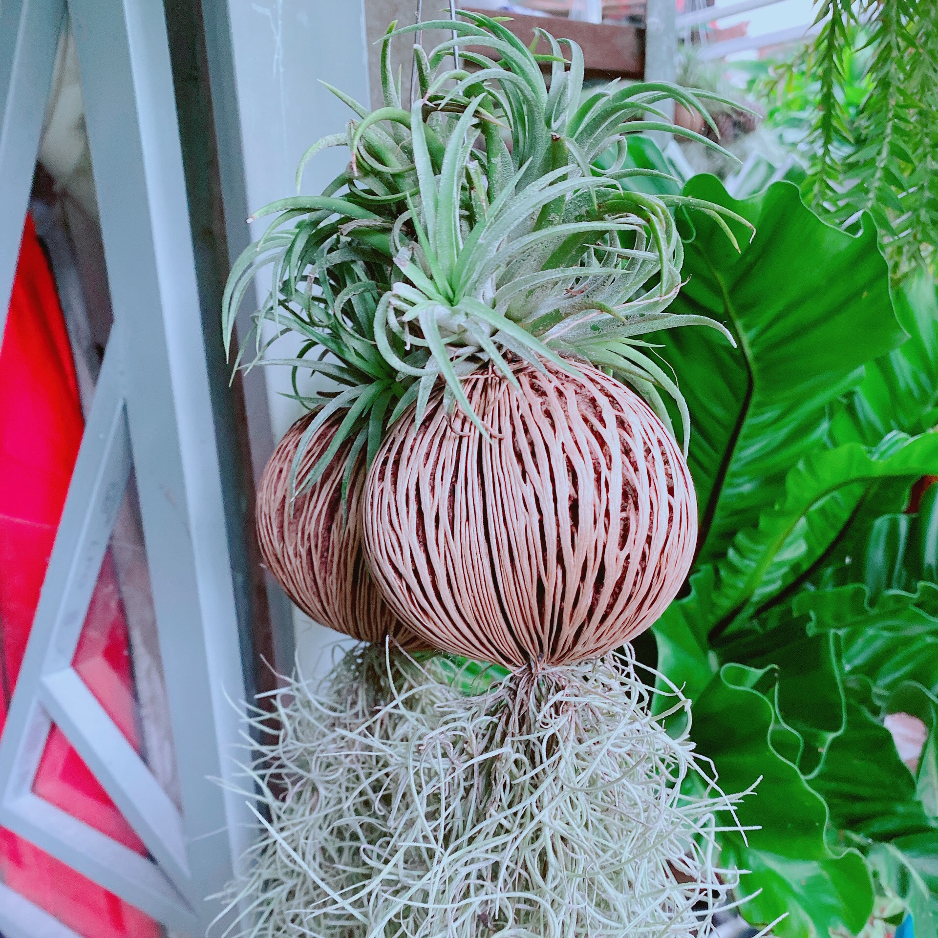 Cây không khí size đại