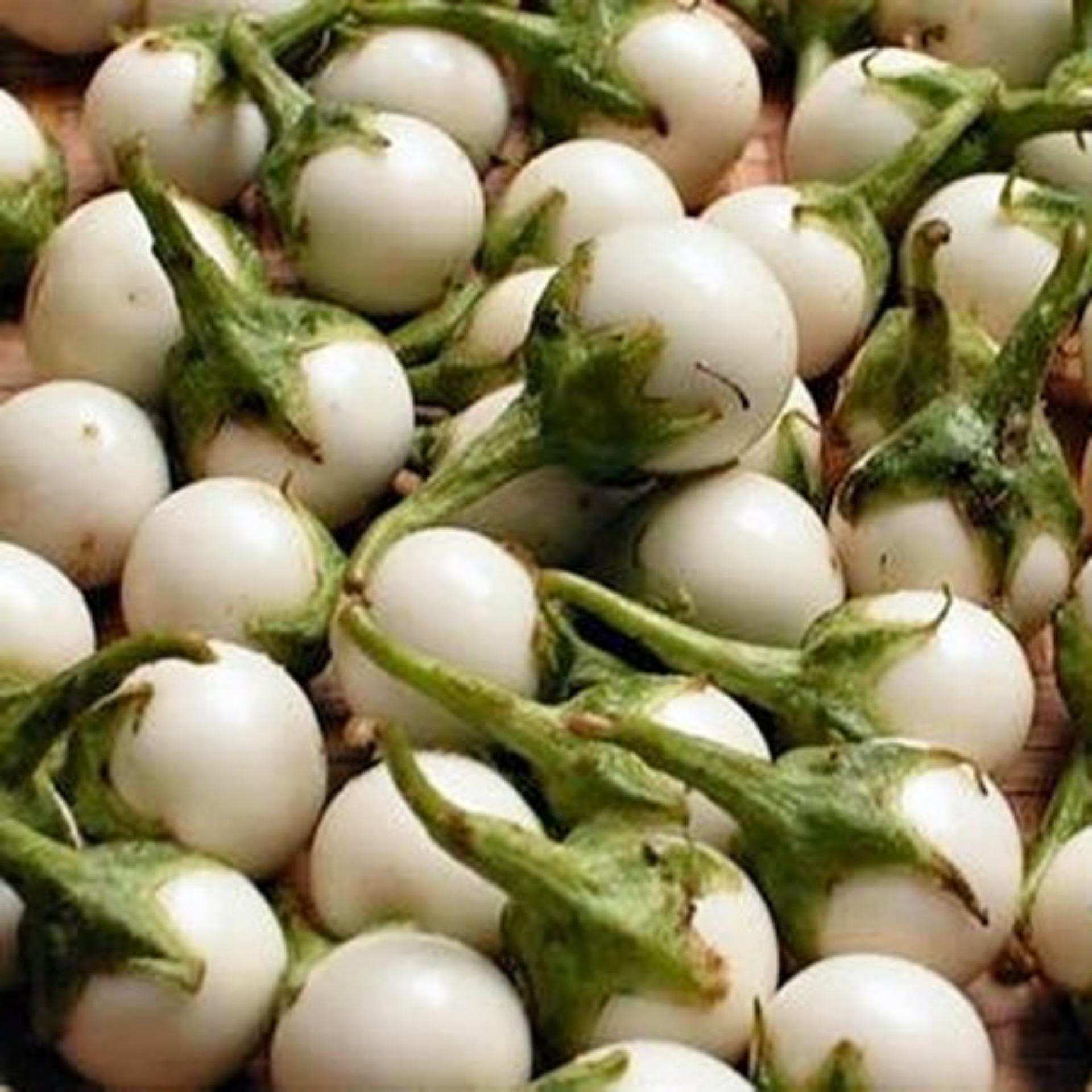 0.5g Hạt giống Cà pháo (tặng Kích nẩy mầm, Hướng dẫn ươm)