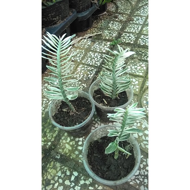 Cây cảnh mini để bàn - Cây Chân Rết