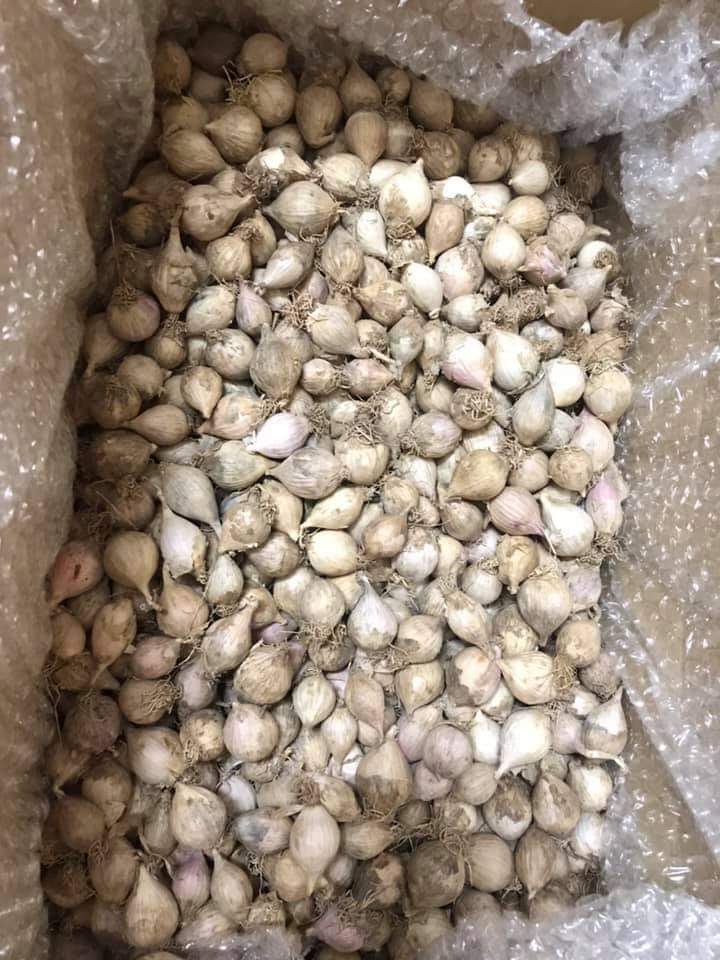 Tỏi cô đơn Sơn La 1kg