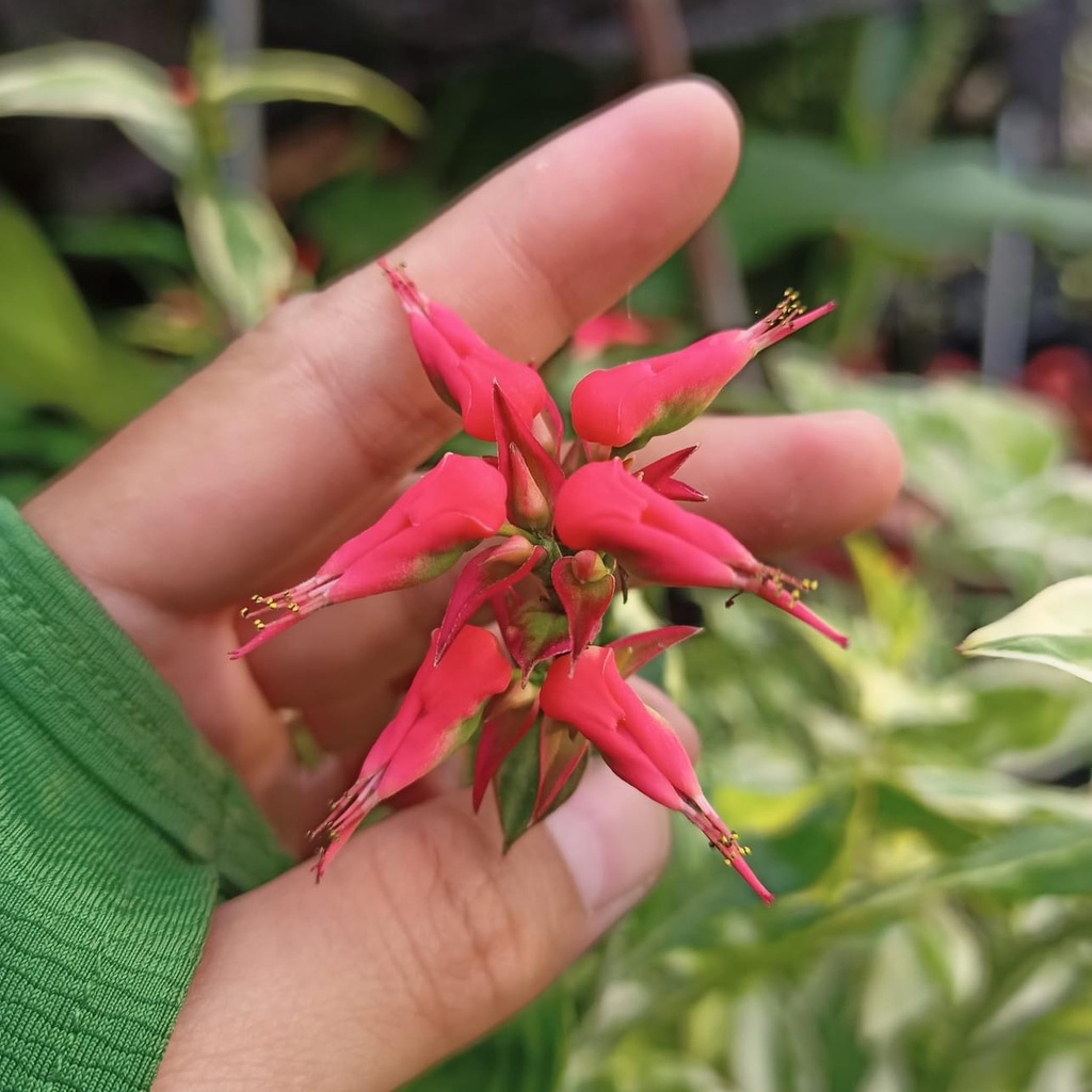 Cây dược liệu, hồng tước san hô, cây chim đỏ, cây chim hồng