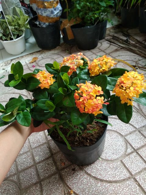 Trang mẫu đơn vàng cam