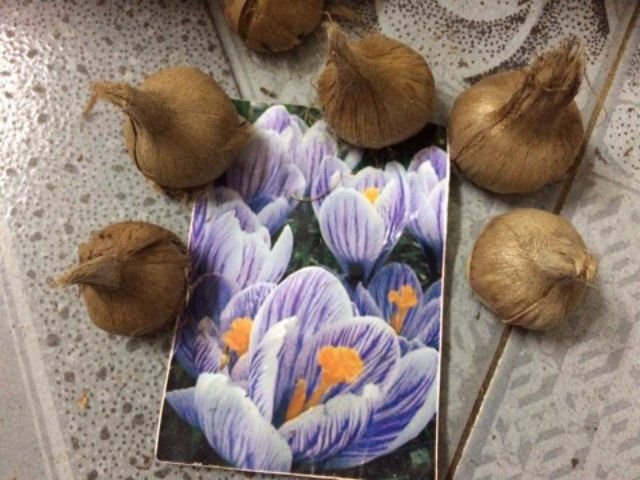 1 Củ hoa nghệ tây _ saffron