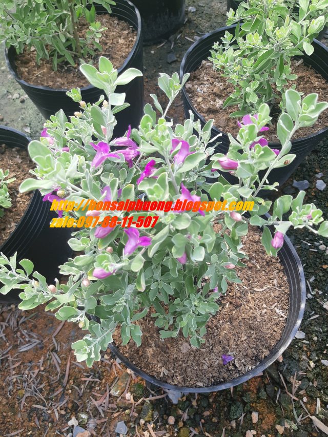 Tuyết sơn phi hồng CỰC ĐẸP