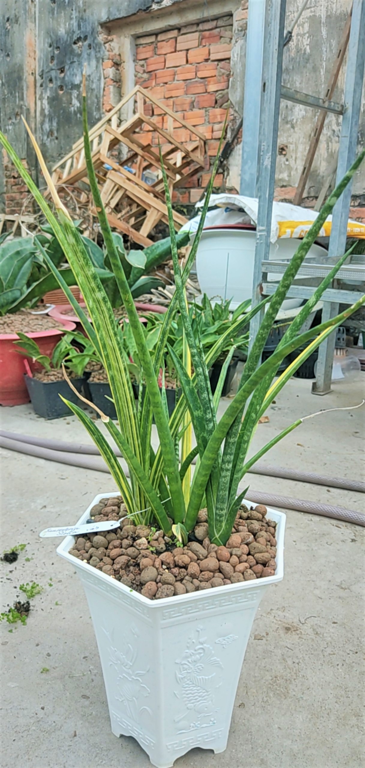 Cây lưỡi hổ - Sansevieria Stella Var