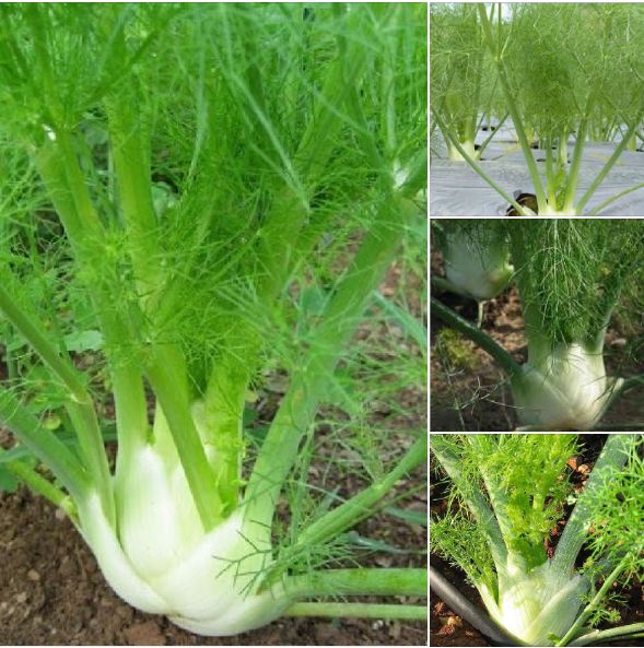 Hạt giống củ thì là - củ hồi finnochio - gói 2gram