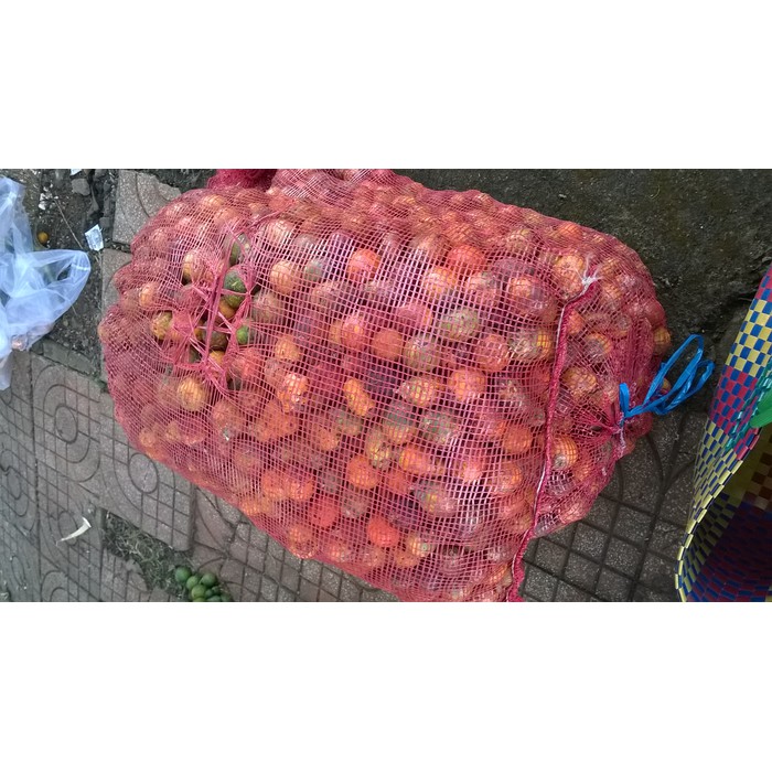 1 kg HẠT GIỐNG CÂY CAU CAO TỨ QUÝ  [ [ Giống Cau Quãng Ngãi - quả tròn ] ] [ 1 KG TẦM ĐƯỢC 20 - 25 QUẢ Ạ ]