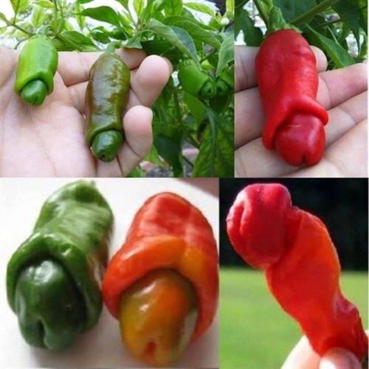 20 hạt giống quả ớt cu tý