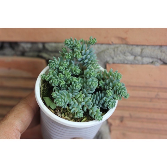 Sen đá sedum hoa hồng - nhỏ