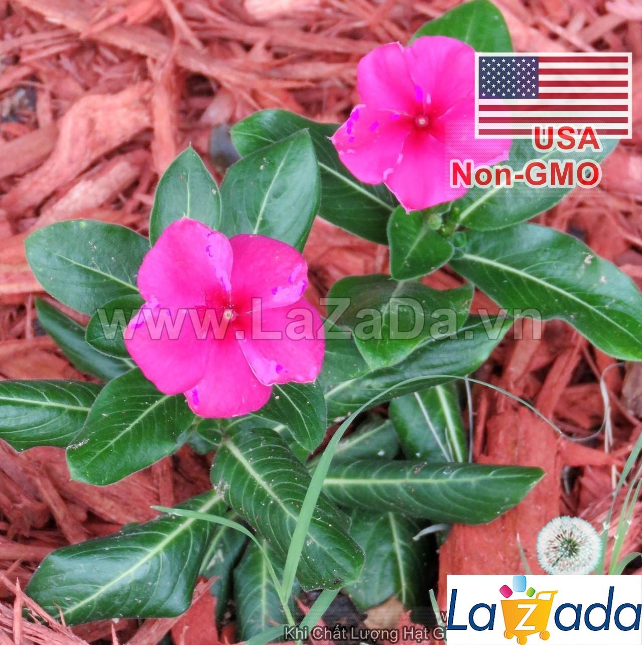 50h Hạt Giống Hoa Dừa Cạn Lùn Hồng (C2.302| -KD: B6*V24*M003)