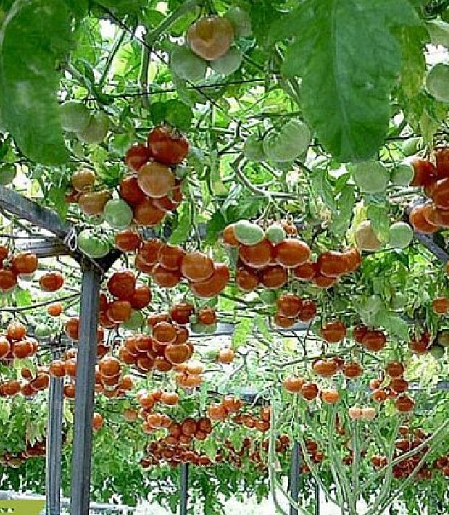 Hạt giống Cà chua bạch tuộc ( leo giàn ) - 10 hạt
