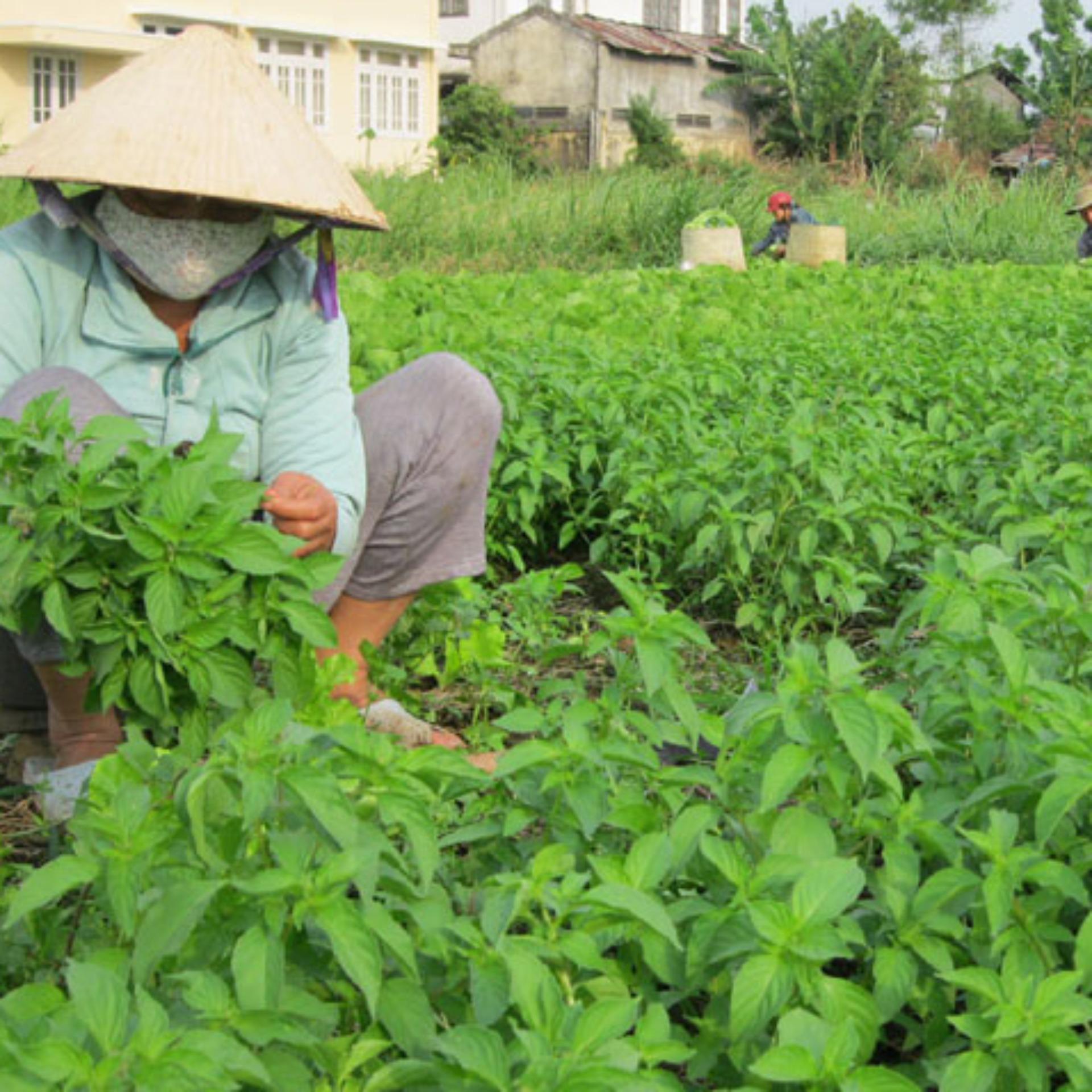 3gr Hạt giống Rau é trắng (tặng Kích nẩy mầm, Hướng dẫn ươm)