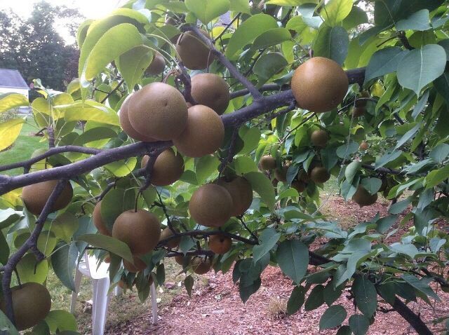 Cây Lê Nâu Hàn Quốc(Mắc Cọp)