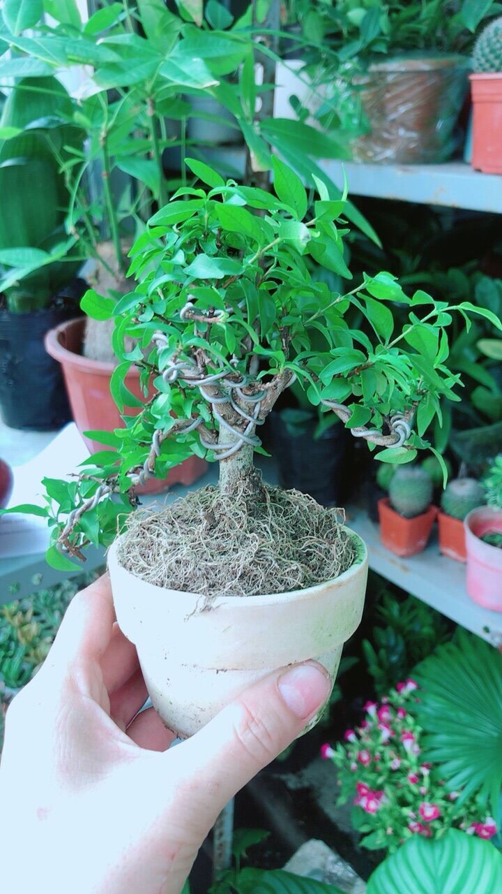 Mai Chiếu Thuỷ Bonsai